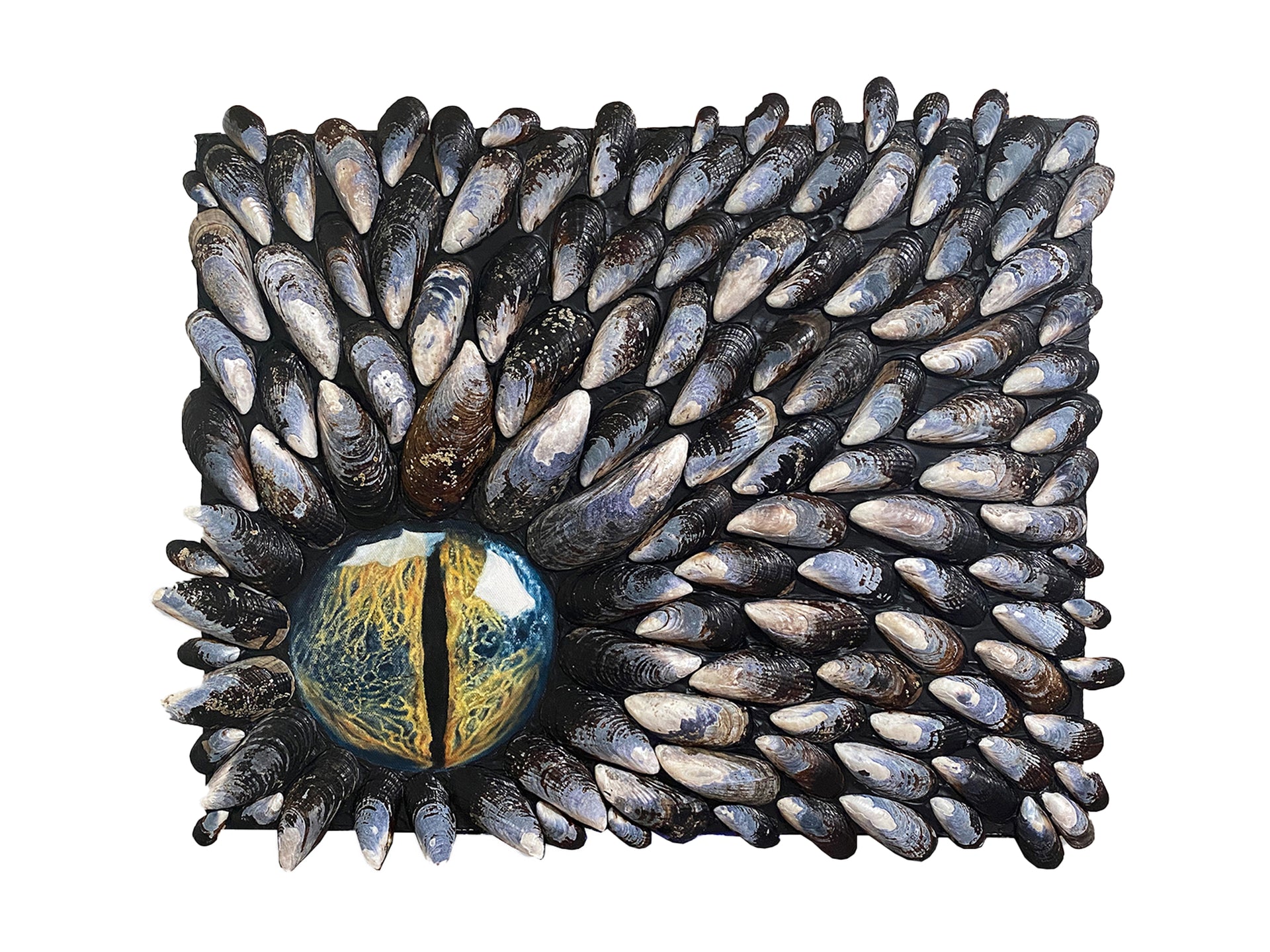 "True Colors" is an original mixed media piece by Shireen Renee. It is a unique mixed media artwork on a black background. Mussel shells radiate outwards, framing a large, realistic painted eye in the lower left. The eye has a black pupil and a gold iris with blue undertones, creating a striking focal point. This piece combines natural elements with fine art techniques, suitable for coastal decor, nautical themes, or unique wall art collections.